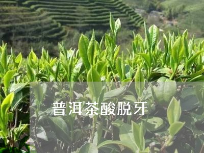 普洱茶酸脱牙/2023042928991