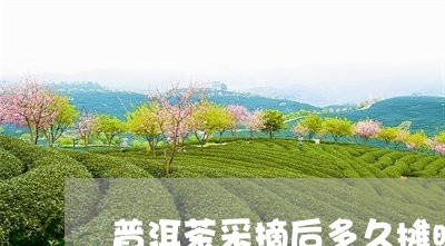 普洱茶采摘后多久摊晾/2023073198713