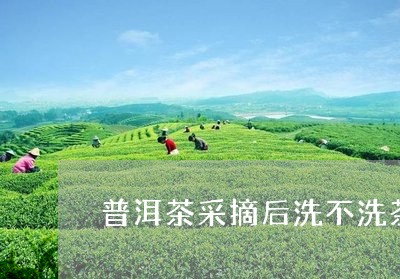 普洱茶采摘后洗不洗茶叶/2023082743826