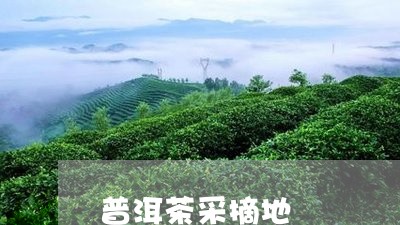 普洱茶采摘地/2023042751882