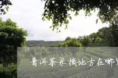 普洱茶采摘地方在哪里好/2023110761684