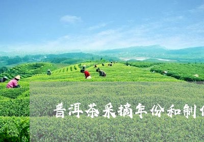 普洱茶采摘年份和制作年份/2023083071526