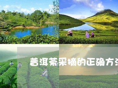 普洱茶采摘的正确方法/2023080362849