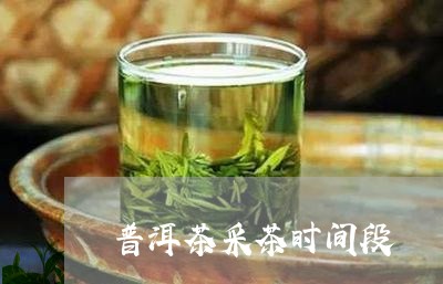 普洱茶采茶时间段/2023120430705