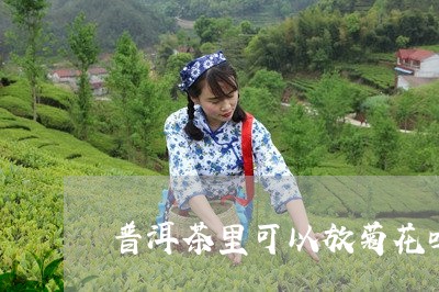 普洱茶里可以放菊花吗/2023073010826