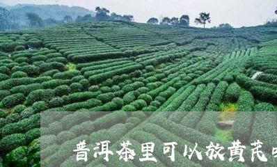 普洱茶里可以放黄芪吗/2023062195138