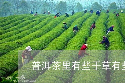 普洱茶里有些干草有些湿草/2023121771595