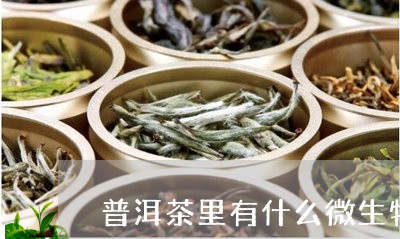 普洱茶里有什么微生物/2023062905962