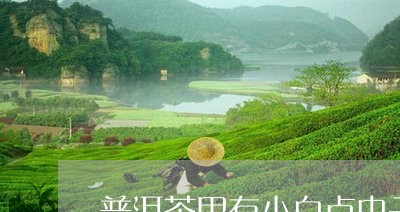 普洱茶里有小白点虫子/2023062484140