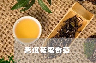 普洱茶里有草/2023042932070