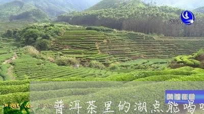 普洱茶里的湖点能喝吗/2023072150603