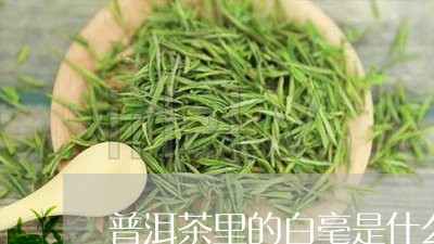 普洱茶里的白毫是什么/2023072364927