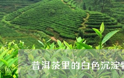 普洱茶里的白色沉淀物/2023072203848