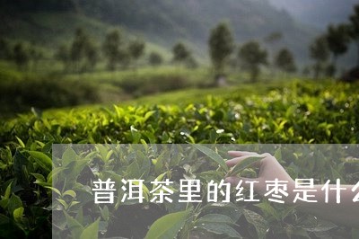 普洱茶里的红枣是什么/2023062386271