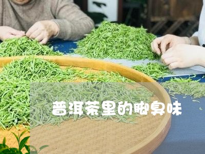 普洱茶里的脚臭味/2023120425037