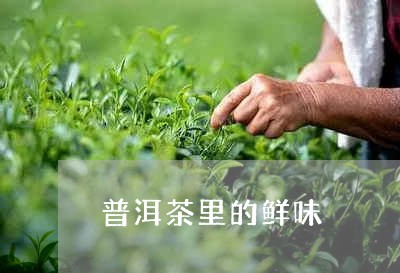 普洱茶里的鲜味/2023110737461