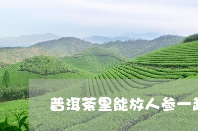 普洱茶里能放人参一起泡么/2023051180481