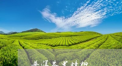 普洱茶里蟑螂/2023101631695