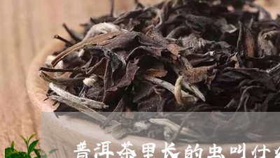 普洱茶里长的虫叫什么/2023062913716