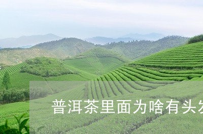 普洱茶里面为啥有头发毛/2023083060605