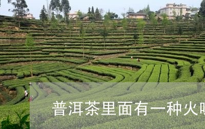 普洱茶里面有一种火味/2023092668369