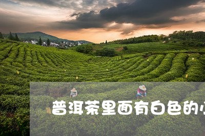 普洱茶里面有白色的小虫子在爬/2023121749683