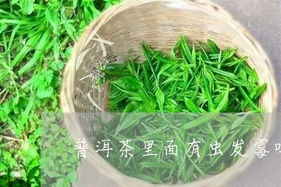 普洱茶里面有虫发霉吗还能喝吗/2023083014015