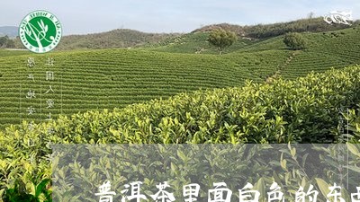 普洱茶里面白色的东西/2023080197269