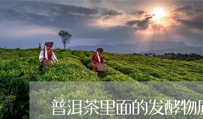 普洱茶里面的发酵物质/2023100586381