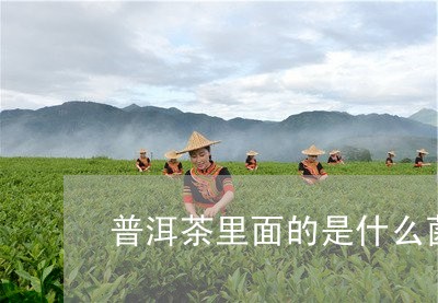 普洱茶里面的是什么菌/2023093051924