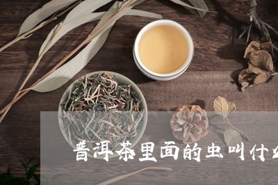 普洱茶里面的虫叫什么/2023062324269