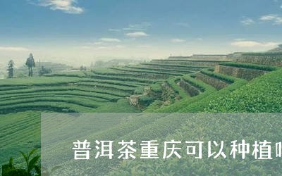 普洱茶重庆可以种植吗/2023112752724