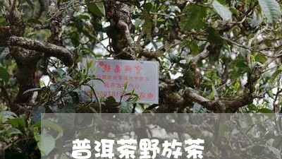 普洱茶野放茶/2023042861014