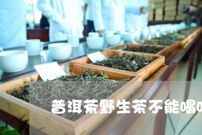 普洱茶野生茶不能喝吗/2023080384827