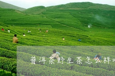 普洱茶野生茶怎么样喝最好/2023110726169