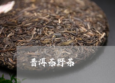 普洱茶野茶/2023090620494