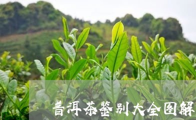 普洱茶鉴别大全图解/2023112708378