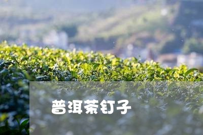 普洱茶钉子/2023090513796