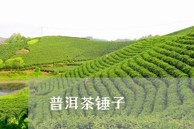 普洱茶锤子/2023090611745