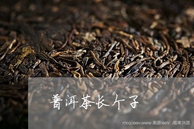 普洱茶长个子/2023091335260