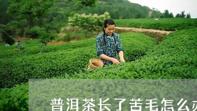 普洱茶长了苦毛怎么办/2023072131737