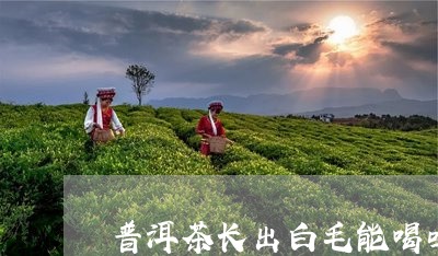 普洱茶长出白毛能喝吗好不好/2023121733827