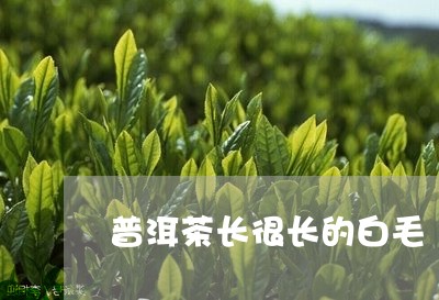 普洱茶长很长的白毛/2023120549383