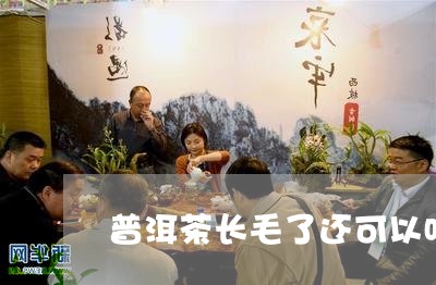 普洱茶长毛了还可以吃吗/2023083158471