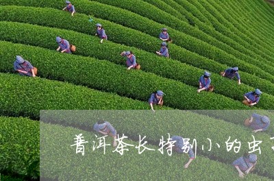 普洱茶长特别小的虫子/2023062159593