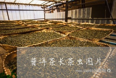 普洱茶长茶虫图片/2023120433048