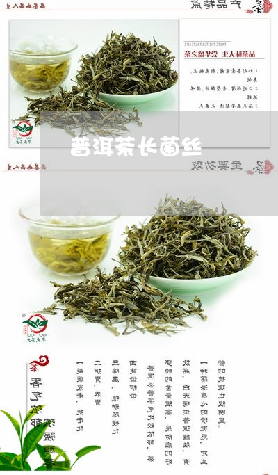 普洱茶长菌丝/2023042853863