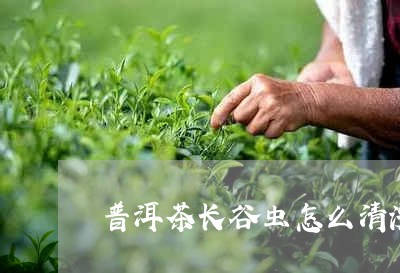 普洱茶长谷虫怎么清洗/2023080172916