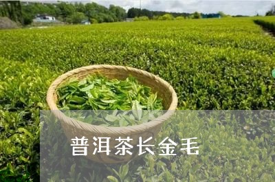 普洱茶长金毛/2023042564650