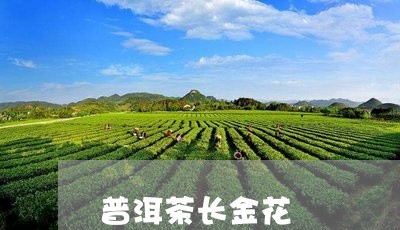 普洱茶长金花/2023042961988